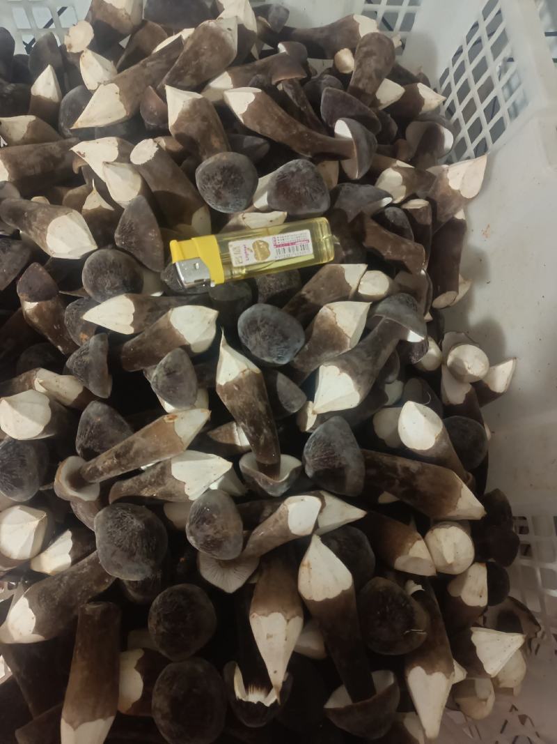 湖南江华黑皮鸡枞菌基地直发，常年供应鲜品，全国包邮