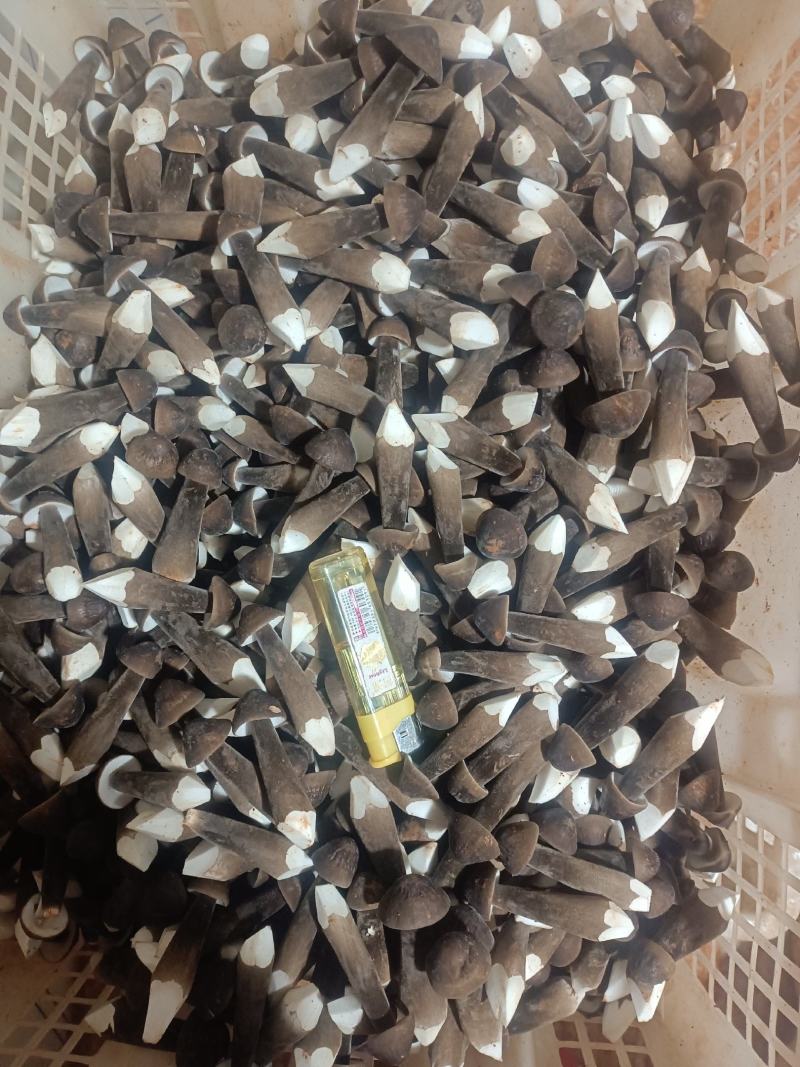 湖南江华黑皮鸡枞菌基地直发，常年供应鲜品，全国包邮