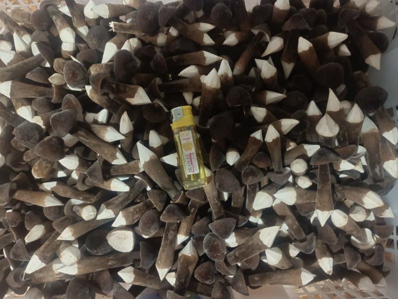 湖南江华黑皮鸡枞菌基地直发，常年供应鲜品，全国包邮