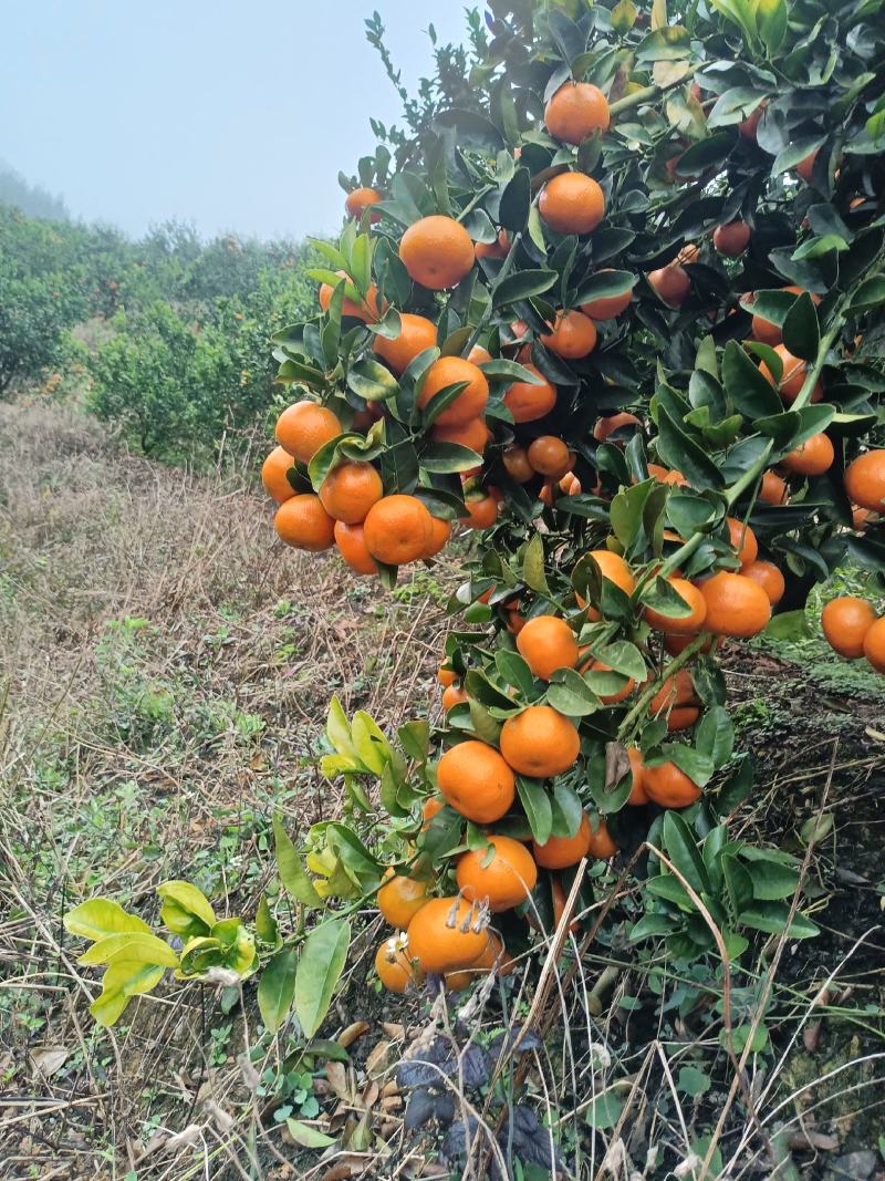 默科特柑橘广西大量现货供应欢迎来电详谈合作