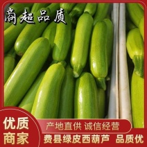 【好货】山东临沂费县油亮型西葫芦大量上市质量保障