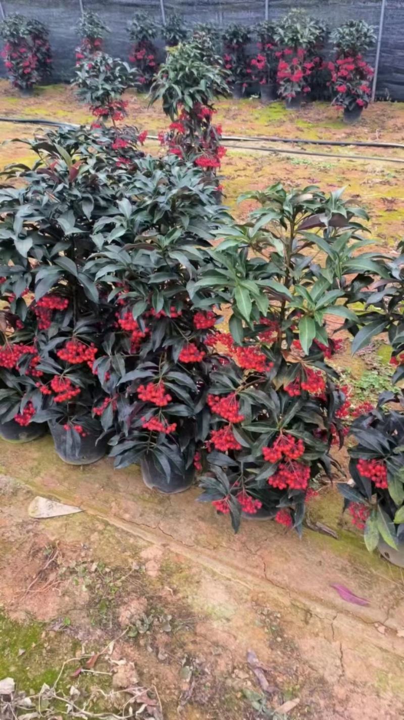 富贵籽一件42装阳台盆栽喜庆植物好养好看
