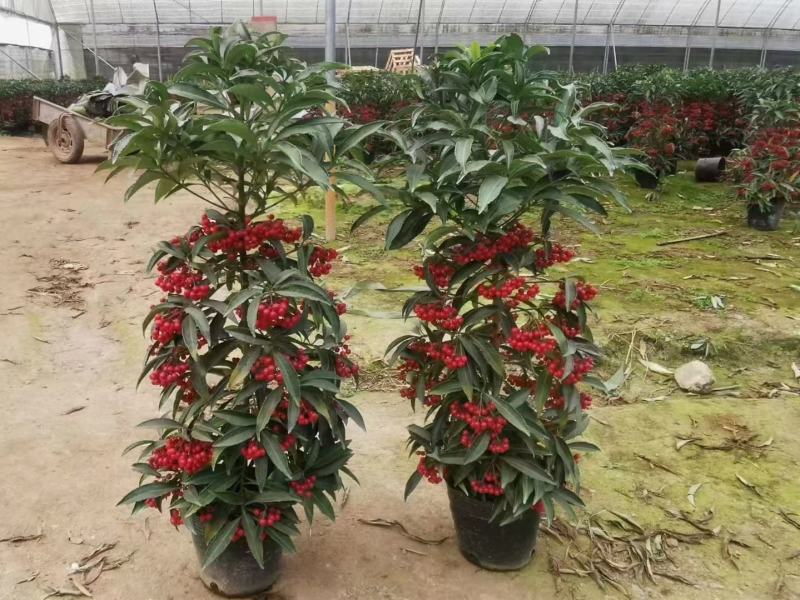 富贵籽一件42装阳台盆栽喜庆植物好养好看