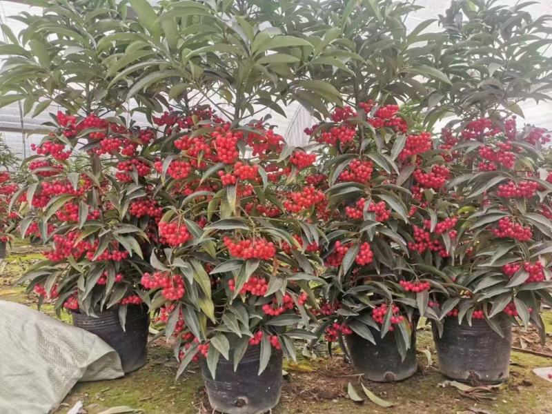 富贵籽一件42装阳台盆栽喜庆植物好养好看