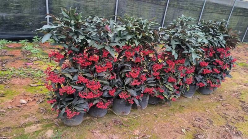 富贵籽一件42装阳台盆栽喜庆植物好养好看