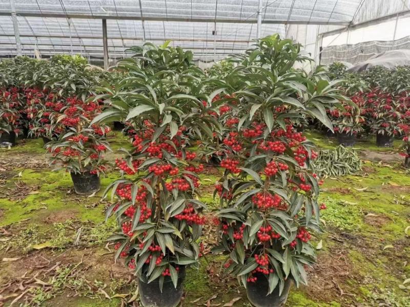 富贵籽一件42装阳台盆栽喜庆植物好养好看