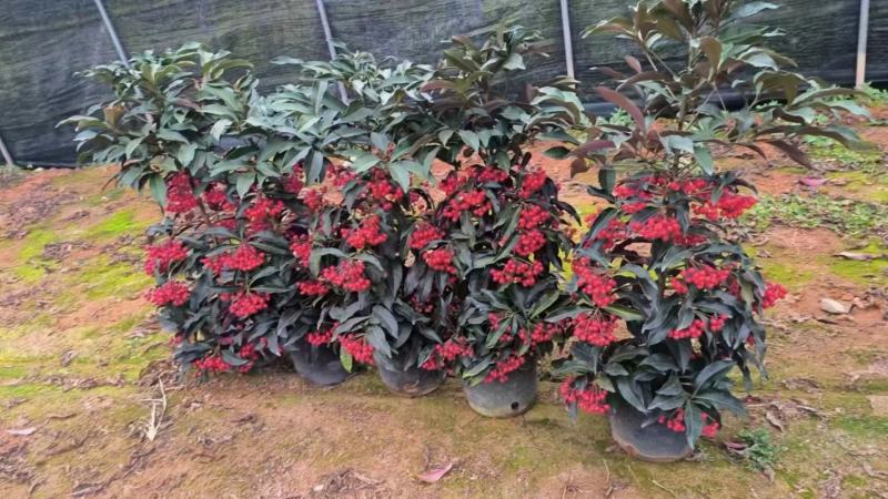 富贵籽一件42装阳台盆栽喜庆植物好养好看