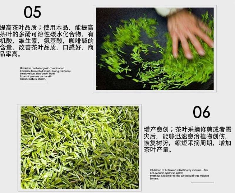 茶叶催芽增厚素催芽920出芽多抗寒嫩芽茶树叶面肥增产