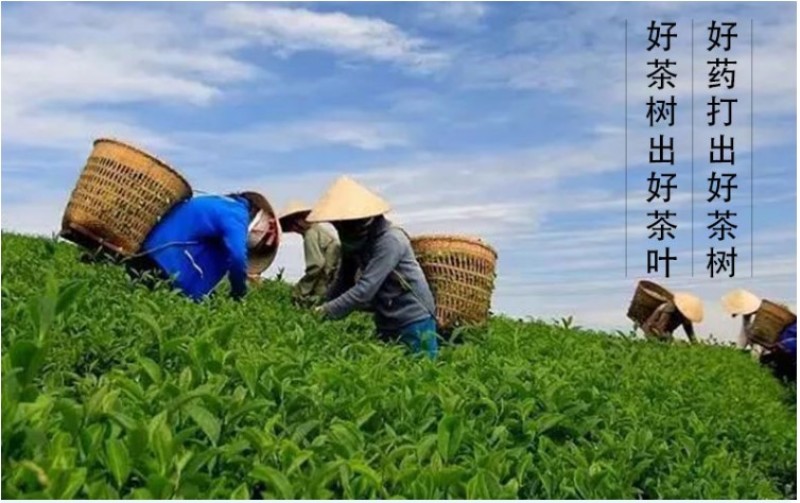 茶叶催芽增厚素催芽920出芽多抗寒嫩芽茶树叶面肥增产