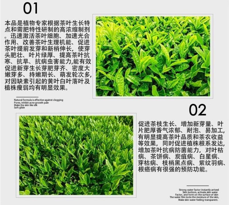 茶叶催芽增厚素催芽920出芽多抗寒嫩芽茶树叶面肥增产