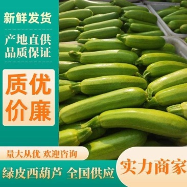 绿色无公害优质西葫芦大量上市