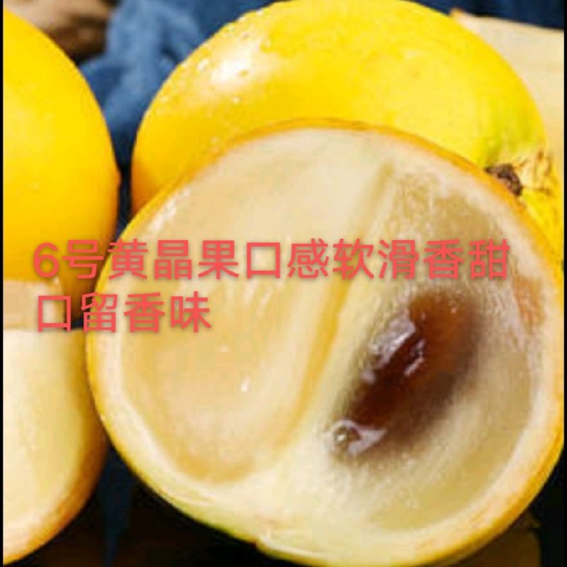 6号黄晶果