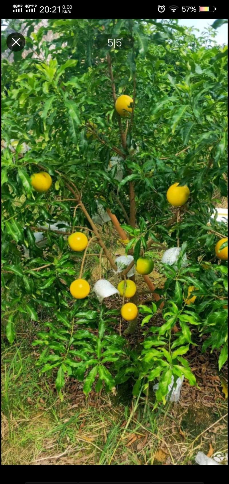 6号黄晶果