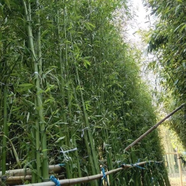 精选颖上移植竹子苗成活率高价格电议量大从优