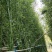 精选颖上移植竹子苗成活率高价格电议量大从优
