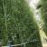 精选颖上移植竹子苗成活率高价格电议量大从优