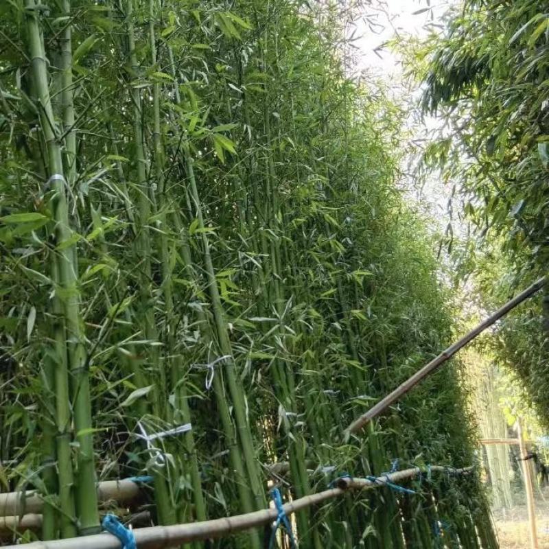 精选颖上移植竹子苗成活率高价格电议量大从优
