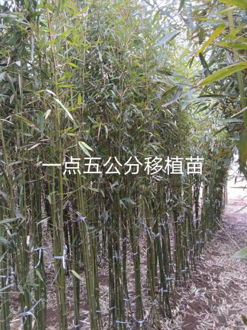 精选颖上移植竹子苗成活率高价格电议量大从优