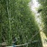 精选颖上移植竹子苗成活率高价格电议量大从优