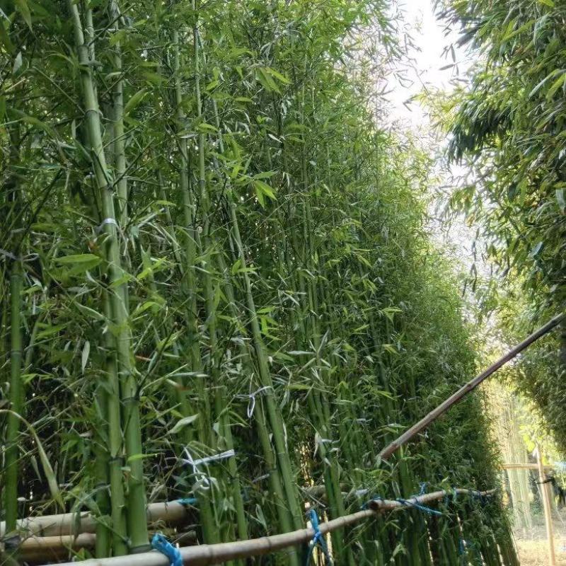 精选颖上移植竹子苗成活率高价格电议量大从优