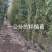 精选颖上移植竹子苗成活率高价格电议量大从优