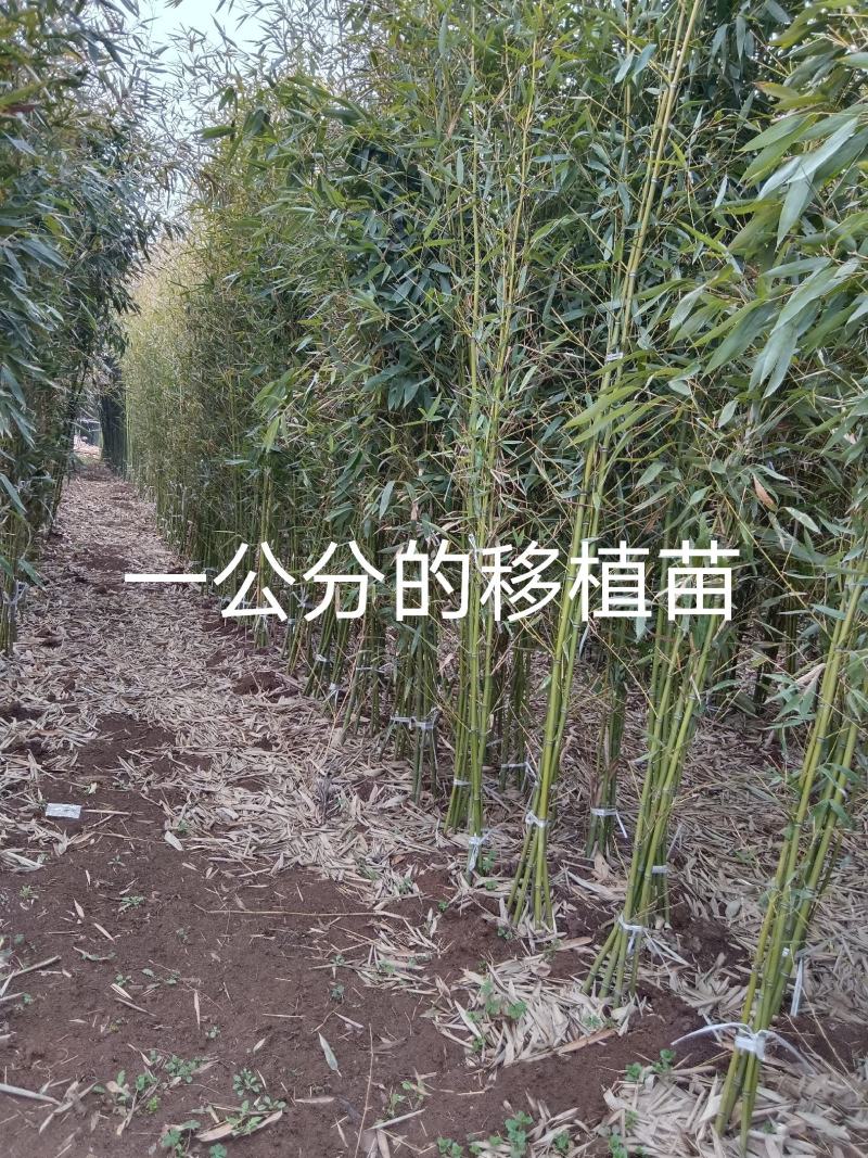 精选颖上移植竹子苗成活率高价格电议量大从优