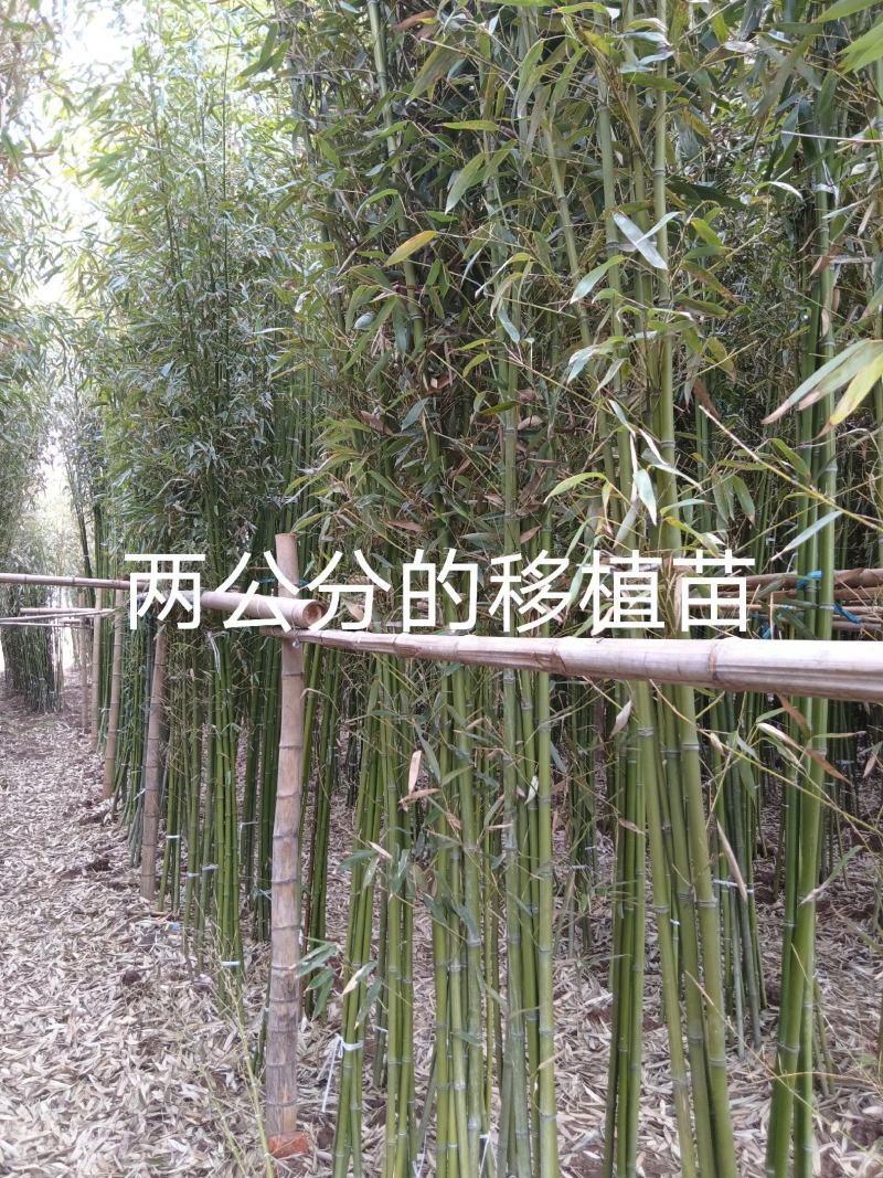 精选颖上移植竹子苗成活率高价格电议量大从优