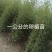 精选颖上移植竹子苗成活率高价格电议量大从优