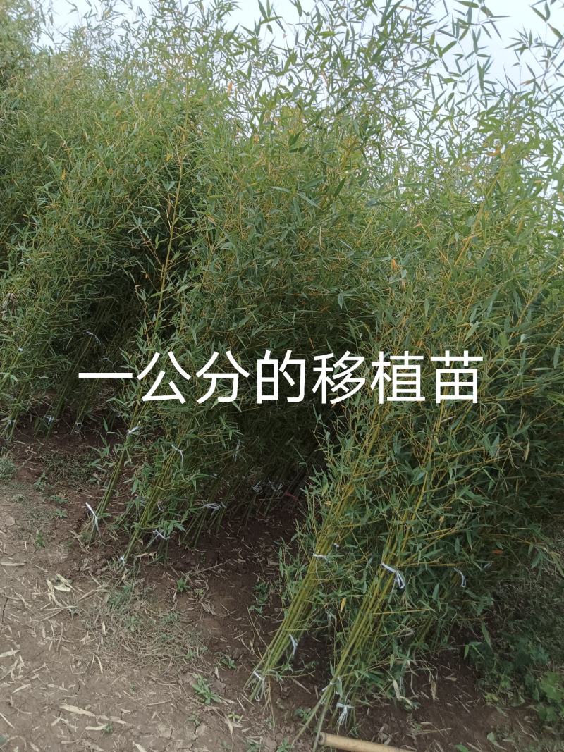 精选颖上移植竹子苗成活率高价格电议量大从优