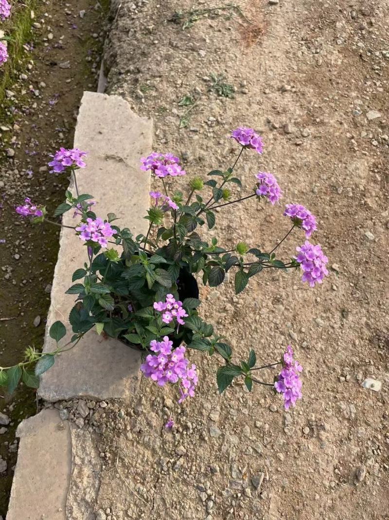 马缨丹福建漳州马缨丹五色梅大量出售赶紧抢购