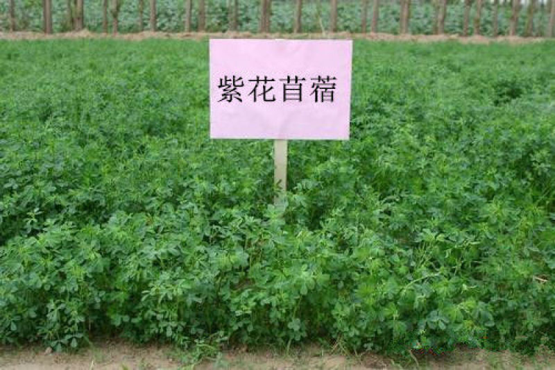 紫花苜蓿草种籽多年生牧草种子四季养殖喂羊牛鸡鸭鹅草鱼牧草