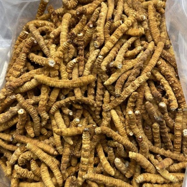 人工养殖冻干原装一级虫草大肉节现货光头强