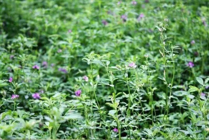 紫花苜蓿草种籽多年生牧草种子四季养殖喂羊牛鸡鸭鹅草鱼牧草