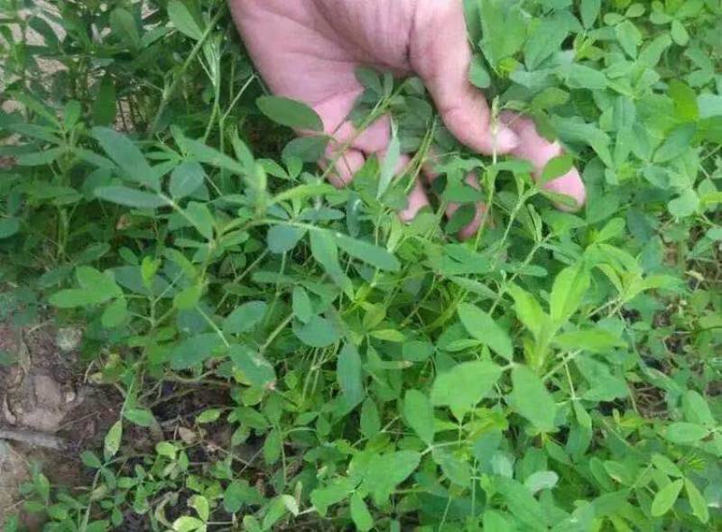 紫花苜蓿草种籽多年生牧草种子四季养殖喂羊牛鸡鸭鹅草鱼牧草