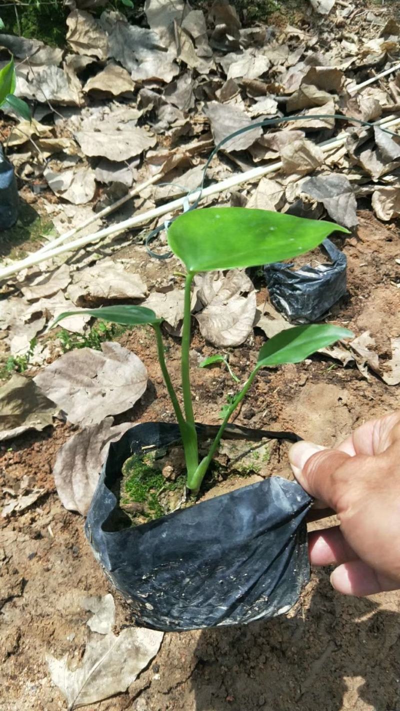 龟背竹福建漳州网红龟背竹基地量多多欢迎选购