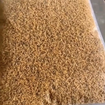 蝇蛆品质保证可视频看货家禽水产宠物高蛋白饲料虫