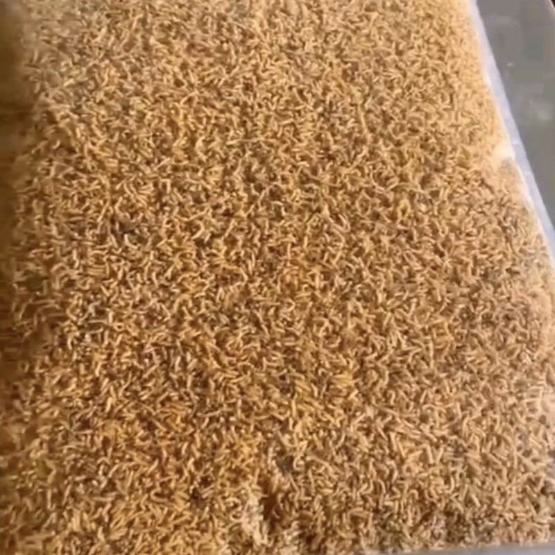 蝇蛆品质保证可视频看货家禽水产宠物高蛋白饲料虫