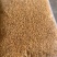 蝇蛆品质保证可视频看货家禽水产宠物高蛋白饲料虫