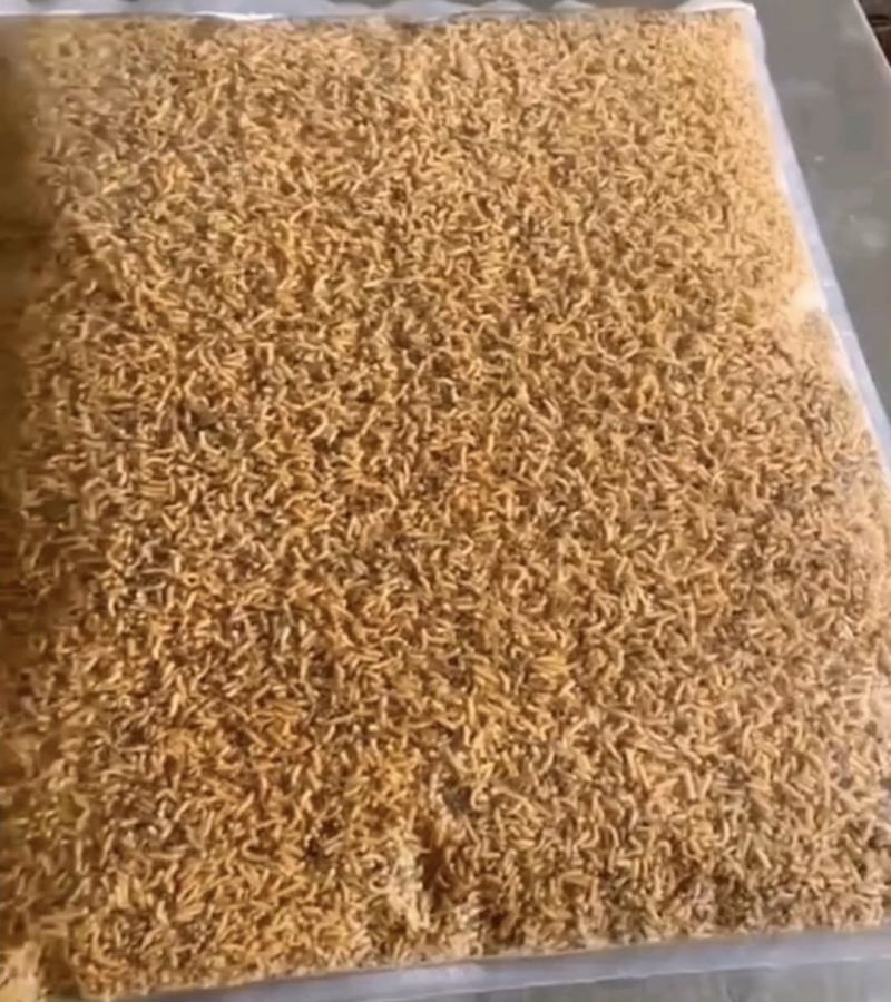 蝇蛆品质保证可视频看货家禽水产宠物高蛋白饲料虫
