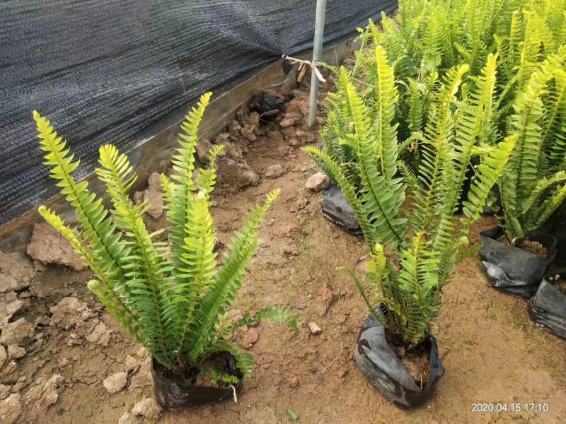 肾蕨排骨草福建漳州肾蕨排骨草货源基地量大从优