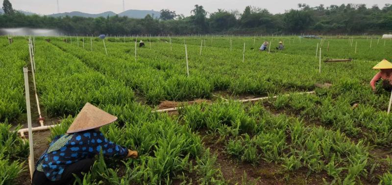 肾蕨排骨草福建漳州肾蕨排骨草货源基地量大从优