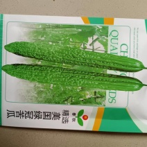 美国绿冠苦瓜种子亩产超万斤