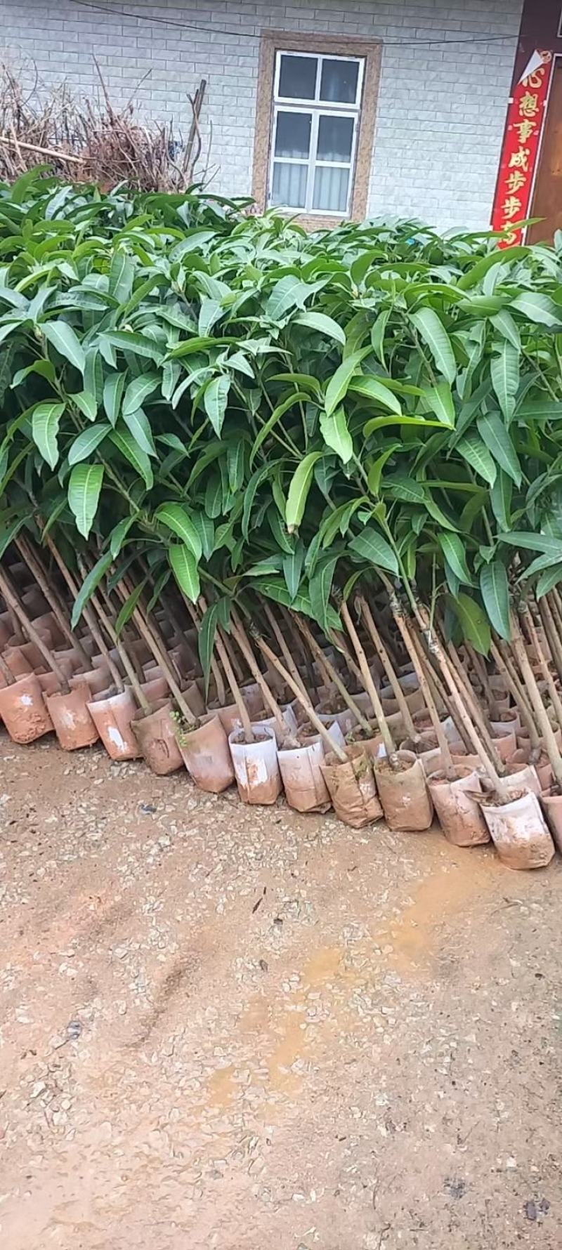 芒果苗，金煌芒果苗四季芒果苗台农芒果苗贵妃芒果苗各品种