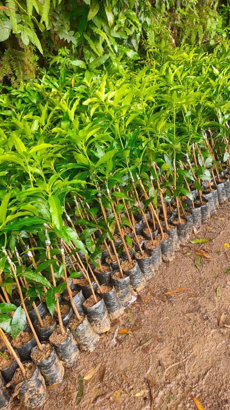 芒果苗，金煌芒果苗四季芒果苗台农芒果苗贵妃芒果苗各品种