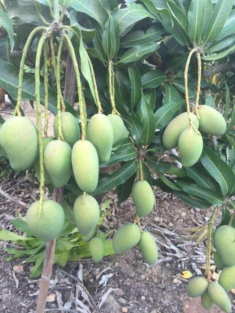 芒果苗，金煌芒果苗四季芒果苗台农芒果苗贵妃芒果苗各品种