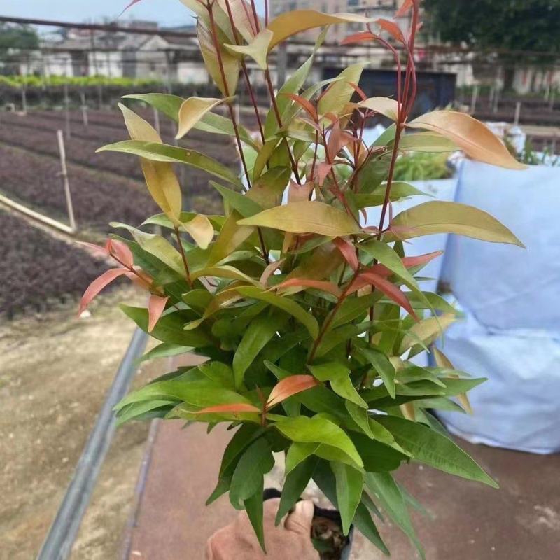红车福建漳州红车红麟蒲桃红车木袋苗