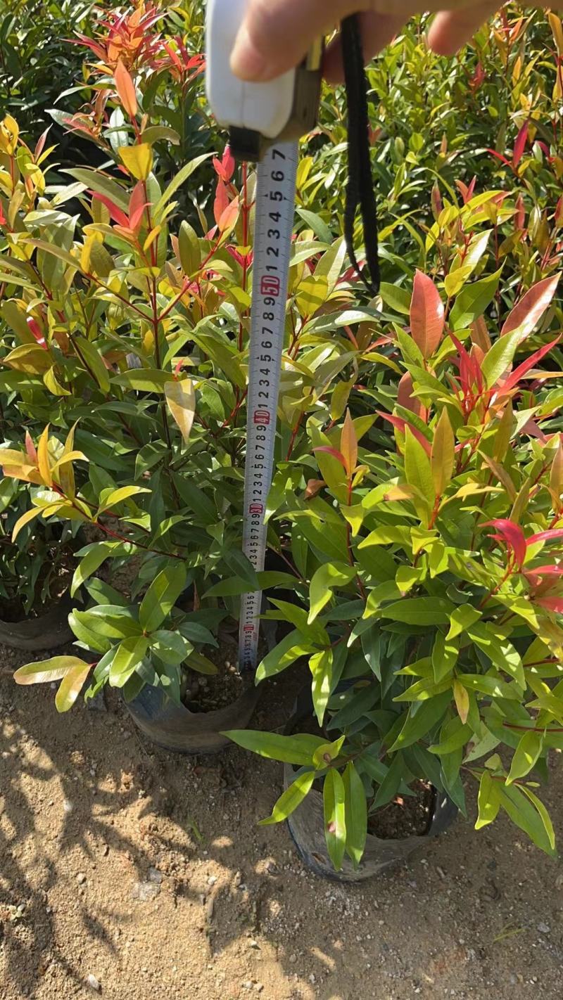 红车福建漳州红车红麟蒲桃红车木袋苗