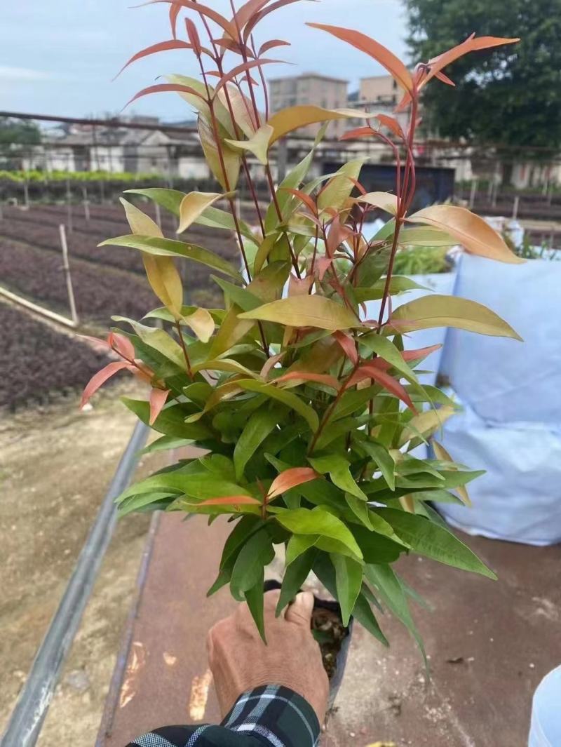 红车福建漳州红车红麟蒲桃红车木袋苗