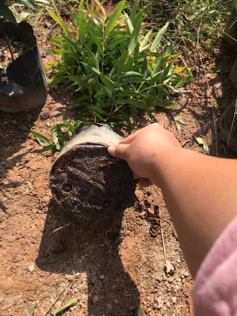 红车福建漳州红车红麟蒲桃红车木袋苗