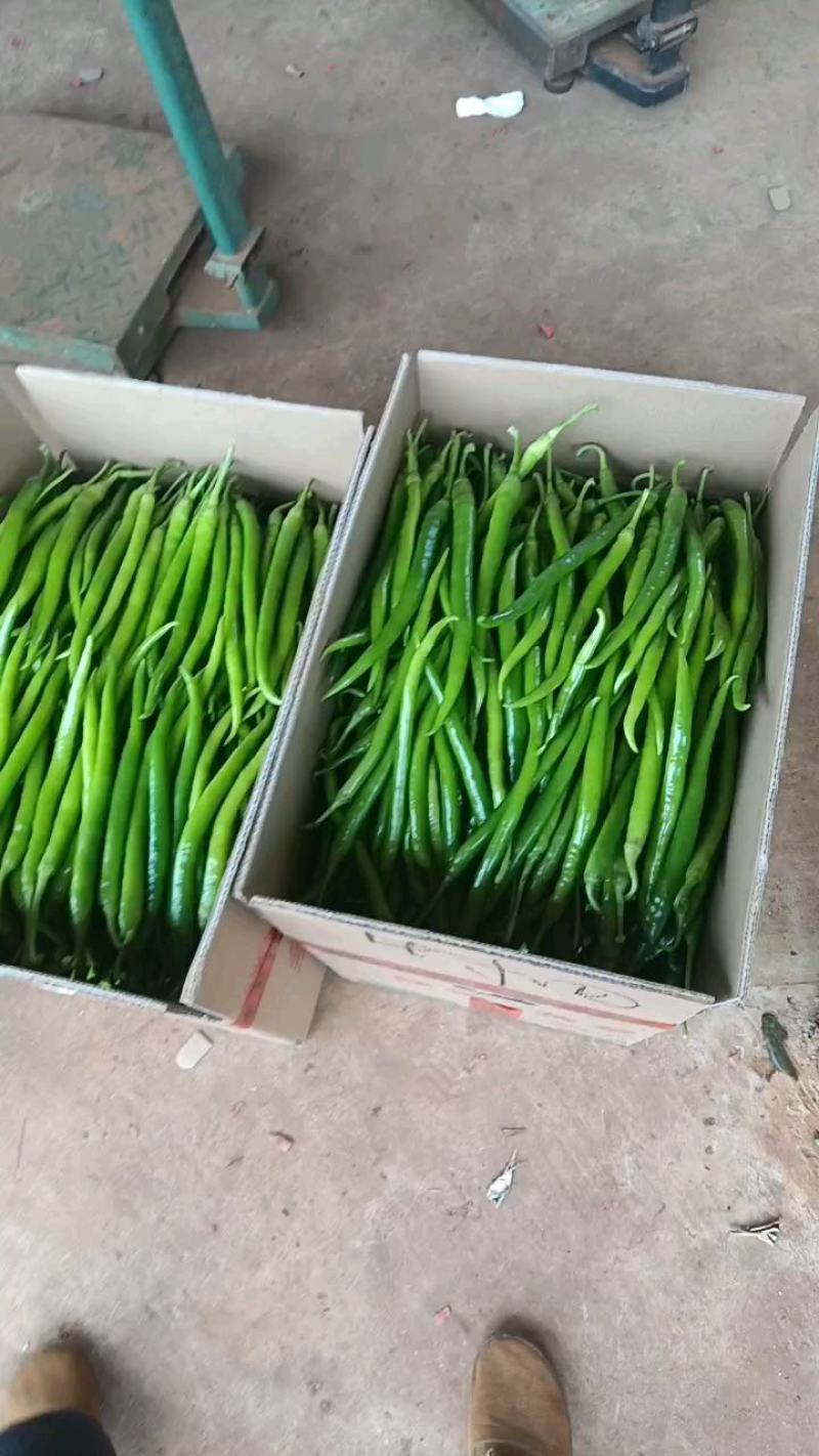 【精品】徐闻精品陇椒，大量现货，产地直发，品质好